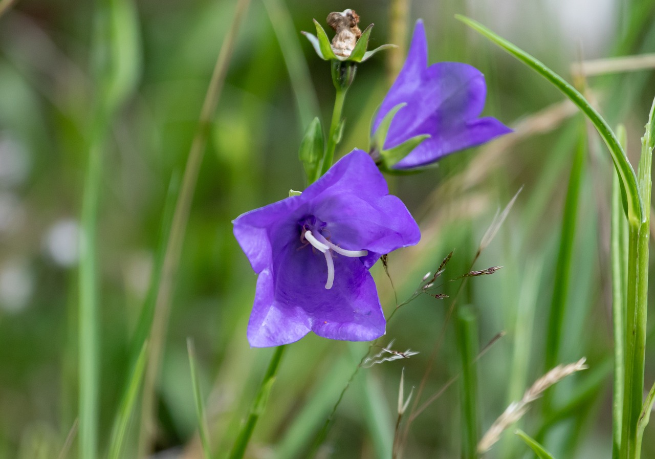 tuinplant die gedijt op zonnige plekken.